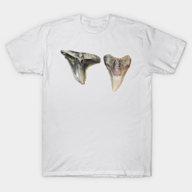 Two Shark Teeth Fossil Print T-Shirt by AtlanticFossils